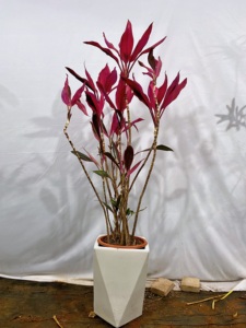 造型红叶朱蕉盆栽大型室内外客厅阳台观叶除甲醛网红花卉红铁植物