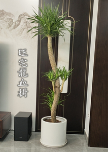 龙血树大型盆栽室内网红老桩多头龙须树客厅好养活植物龙铁树盆景