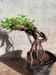 刺梨老桩提根刺梨树根老桩盆景微型迷你掌上盆刺梨苗室内盆栽绿植