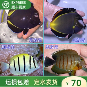 天狗吊 黄波纹吊 纹吊 金毛吊黄吊活体鱼 观赏鱼 海水鱼1人付款98