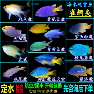 活体海水鱼黄青蓝魔黄尾蓝魔金肚魔蓝天堂紫头双色太阳粉魔雀活体