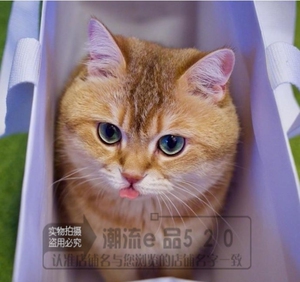 美国短毛猫幼猫金虎斑美短金虎斑金色背毛包子脸 ky