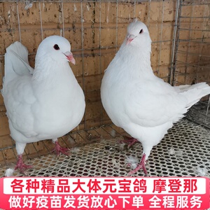 鸽子活体物一对特大体元宝鸽成年种鸽下蛋青年摩登肉鸽落地王鸽粮