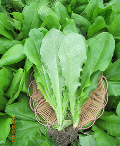 潮汕保丰阳美圆叶乌香菜四季阳台菜籽油麦菜种孑蔬菜种子香菜种子
