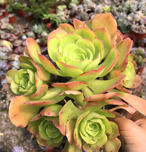 大型法师 超大玉龙观音 多年群生老桩