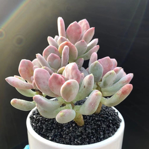 三日月美人多肉