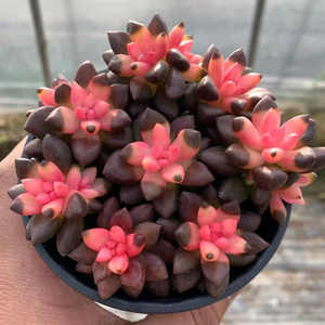 多肉植物【黑豆锦】稀有粉色肉肉新手可养小盆栽桌面阳台防辐射