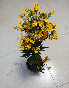 80裂叶鹿角长寿花盆栽黄花单瓣小苗庭院阳台