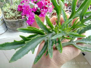 鸡爪三七 田鸡爪五爪三七 珈蓝菜高凉菜 多肉植物盆栽满25元包邮