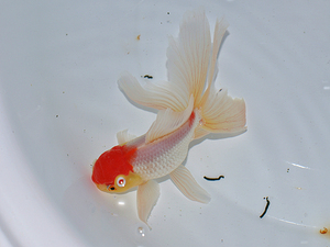 水族观赏鱼 金鱼精品特色胭脂红朱眼凤鹤 鹤顶红 点红 九亭凤鹤