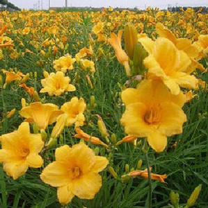 降价促销 宿根植物 易栽好养★金娃娃萱草★花期半年 10棵起拍