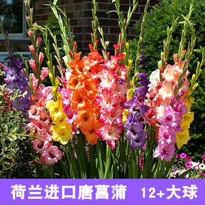 唐菖蒲 剑兰菖兰花卉种球盆花卉植物花期长多年开花 荷兰进口