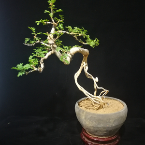 碧玉妆 对节白蜡树苗丛林盆景素材微盆景童子功材料落叶杂木盆景