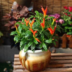 凤凰还巢花苗植物盆栽 室外阳台庭院花园耐寒植物 直立口红花盆栽