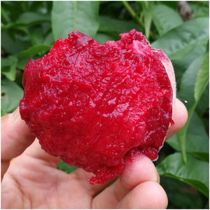 血桃新鲜桃子河南信阳特产观音脸毛桃光山十宝马畈观五枚鲜桃包邮