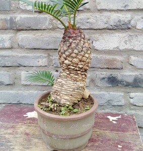 白鳞铁 正宗日本进口一物一拍 铁树盆栽盆景高杆细长白皮块茎多肉