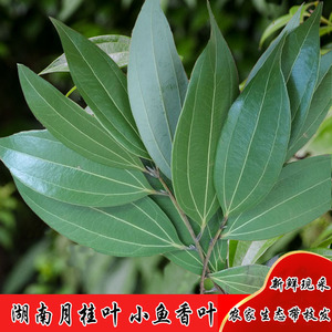现摘湖南月桂叶新鲜鱼香叶小香桂叶三根筋卤菜火锅去腥调味料500g