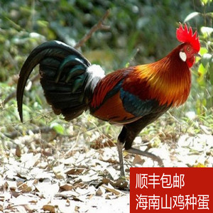 海南白耳原鸡种蛋山里放养纯山鸡种蛋可孵化受精鸡蛋40枚顺丰包邮