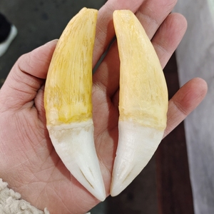 高仿老虎牙手把件文玩树脂骨粉合成大猫牙挂件兽牙工艺品