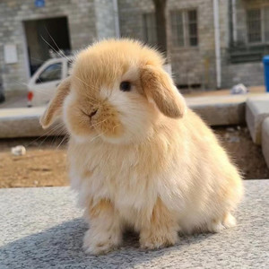 垂耳兔活物 迷你寝室宠物兔霜白黄灰白道奇荷兰进口折耳兔子活体