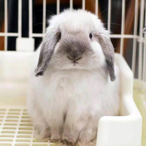 进口血统垂耳兔活物霜白暹罗小鹿黄纯种混血荷兰折耳宠物兔子活体