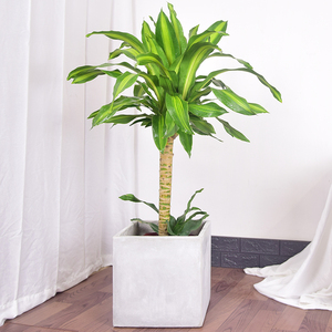 巴西木盆栽金心巴西铁树盆景室内办公室家居大型植物净化空气绿植