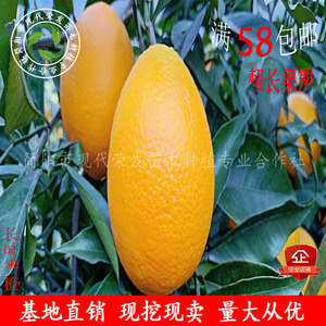 热销长叶香橙2号 嫁接苗无核脐橙果树苗木柑橘苗柑桔常绿盆栽地栽