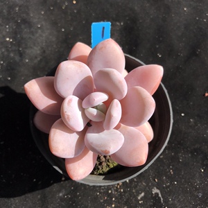 粉兔多肉植物 木质粗桩 桃蛋雪莲杂 稀有精品多肉 精选一物一拍