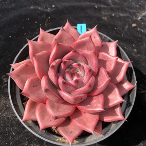 血罗 罗宾多肉植物 北极熊群精选一物一拍 云南发货 满包邮