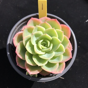 哈密瓜多肉植物 精选哈密瓜一物一拍 组合拼盆神器云南发货满包邮