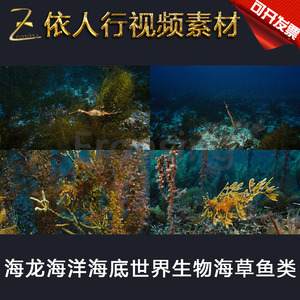 LED素材大屏幕舞台视频背景素材 海龙海洋海底世界海草鱼类海藻