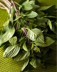 九层塔金盖新鲜台湾金不换非甜罗勒叶冬阴功香料100g,任选4件免邮