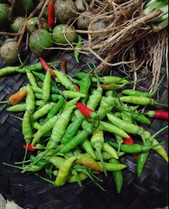 云南西双版纳野生新鲜青小米椒小米辣野山椒傣哈尼150克,任选4件