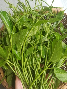 西双版纳苦藤菜帕克秀帕哈秀新鲜苦菜傣味新鲜500g,任选4件免邮