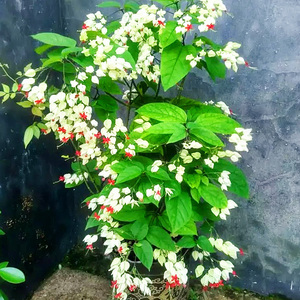 白花龙吐珠阳台盆栽白萼大花 庭院攀爬藤本绿植全年开花