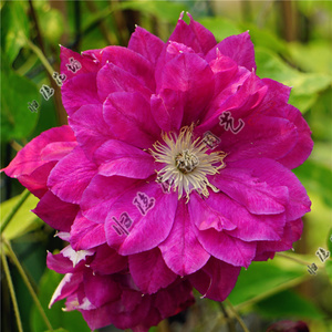 爬藤重瓣铁线莲 红星 紅明星 中国红 攀援庭院 篱笆庭院 大花植物