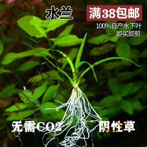 大水兰水草