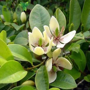 含笑花苗香妃花树浓香型四季花卉植物庭院阳台当年开花四季青耐寒