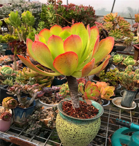 正版美国加州香炉盘 毛香炉 大型种高端法师 妮妮多肉5人付款5