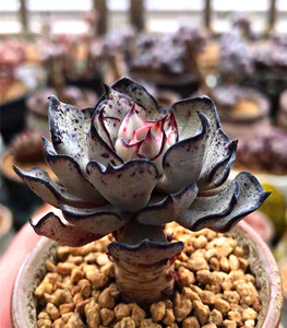 剑司诺娃多肉黑边一物一拍多头4年老桩韩货新款室内花卉净化空气