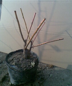 盆栽梅花珍品洒金型,莳出锦梅花,造型盆景,精致盆栽花卉,庭院