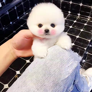 宠物狗家养小型