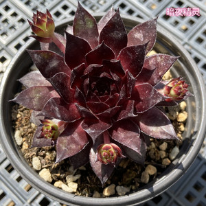 长生草多肉植物暗夜精灵红钻易爆盆好养美观耐冻低温高颜值新手