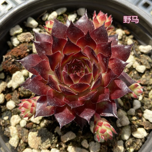 野马长生草多肉植物花卉美观老桩耐冻低温皮实好养高颜值新手福利