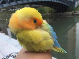 厂家直销合法面类手养鹦鹉活体雏鸟亲人易上手金面澳桂包邮包活