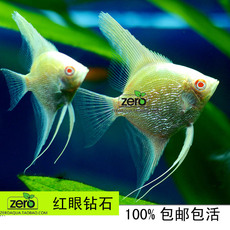 斑马神仙鱼_斑马神仙鱼