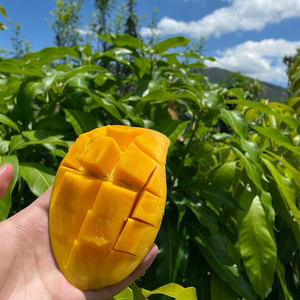 潼家水果 攀枝花芒果 攀研二号 净果8斤装