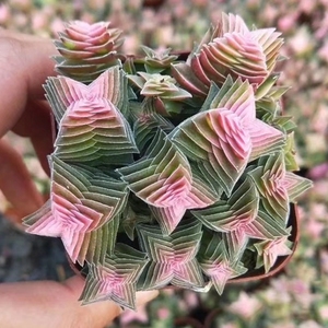 多肉植物茜之塔锦宝塔形状小群生组合盆栽带盆带土室内绿植花卉