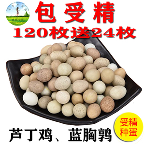睿丽女孩 蓝胸鹌鹑蛋受精种蛋可孵化芦丁鸡蛋 观赏宠物小鹌鹑种蛋