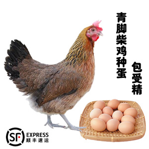 40枚柴鸡种蛋可孵化受精蛋新鲜现捡散养麻鸡土草鸡蛋顺丰包邮